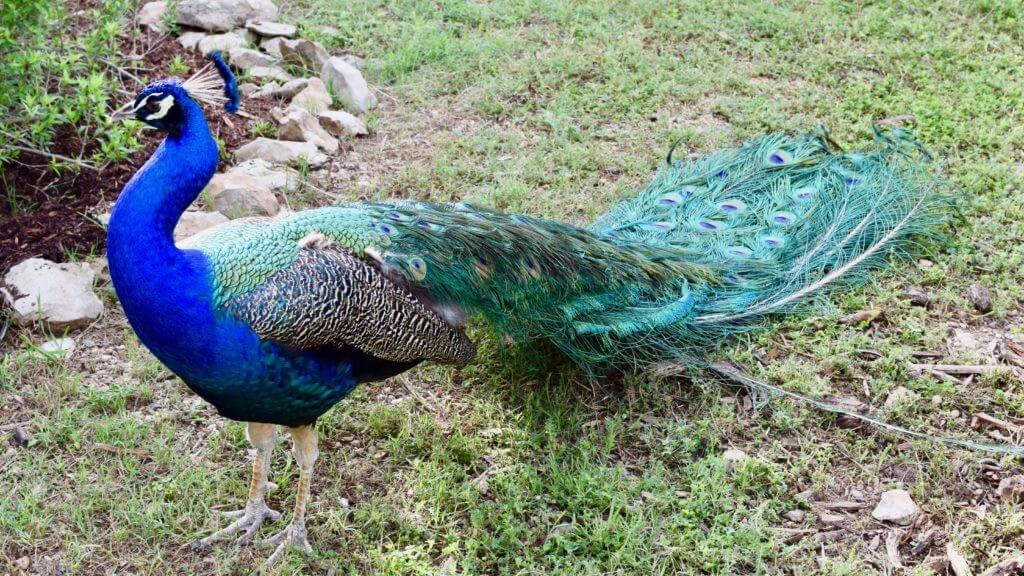 Austin peacocks!